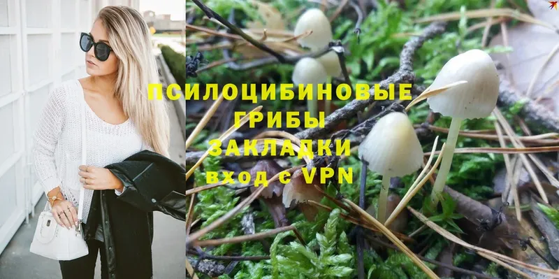 даркнет клад  Весьегонск  Галлюциногенные грибы Psilocybine cubensis 